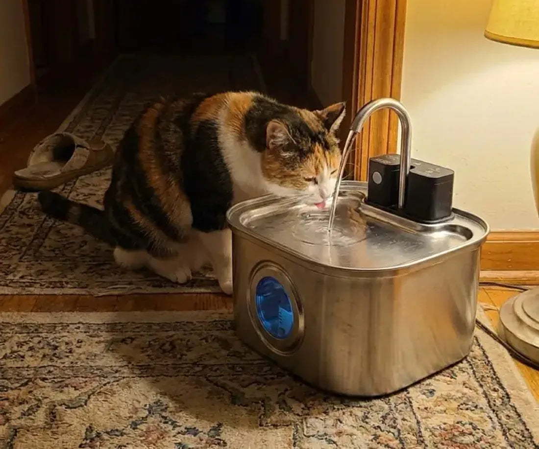 A cat drinking from KaiShine in a hallway, far from any outlet