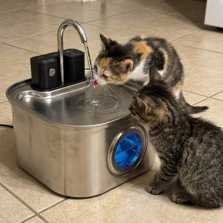 Two kittens sharing the KaiShine fountain
