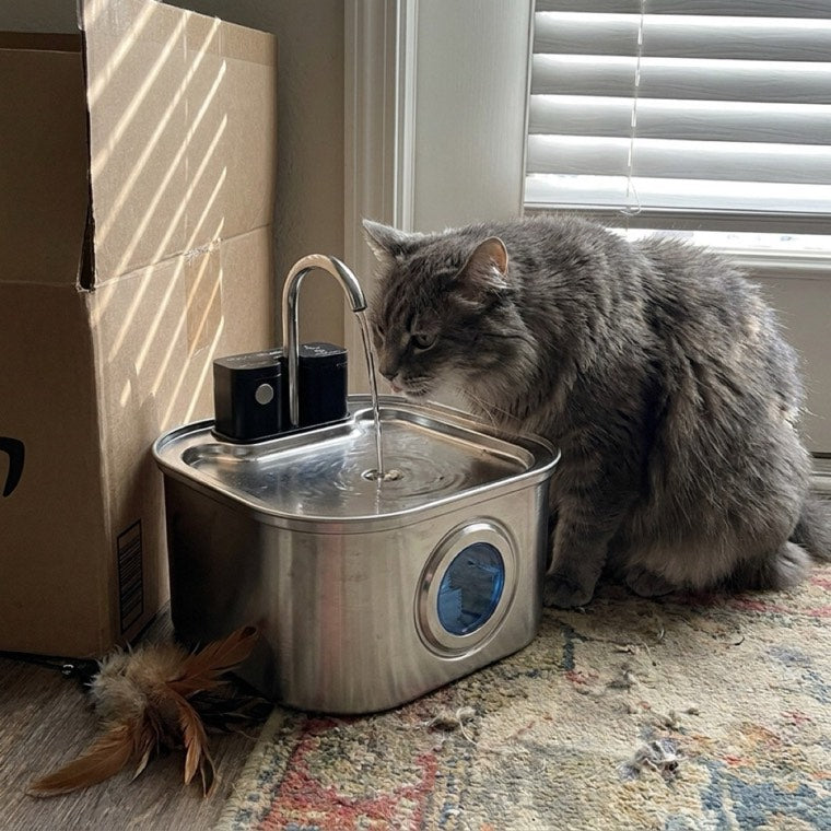 Senior grey cat drinking from KaiShine near a window