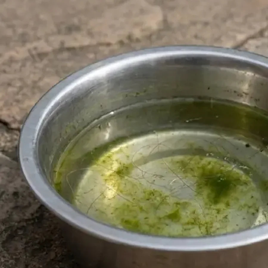 Her old bowl: still water with a green biofilm