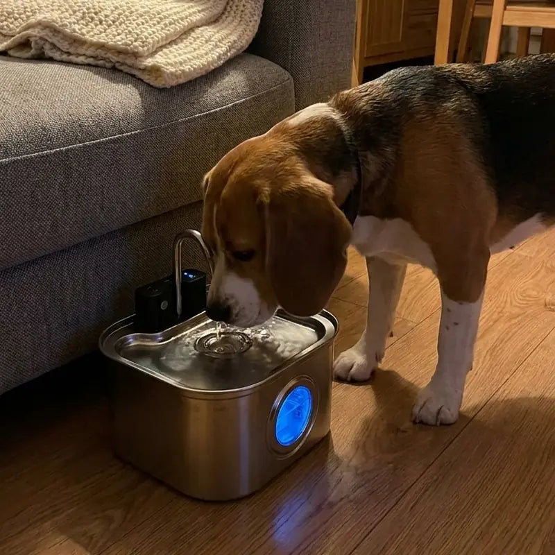 Beagle · cozy evening with KaiShine