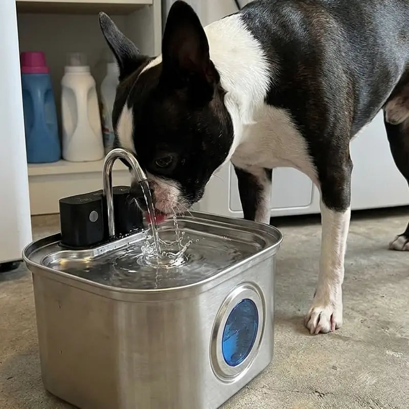 Boston Terrier · laundry room with KaiShine