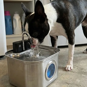 Boston Terrier · laundry room with KaiShine