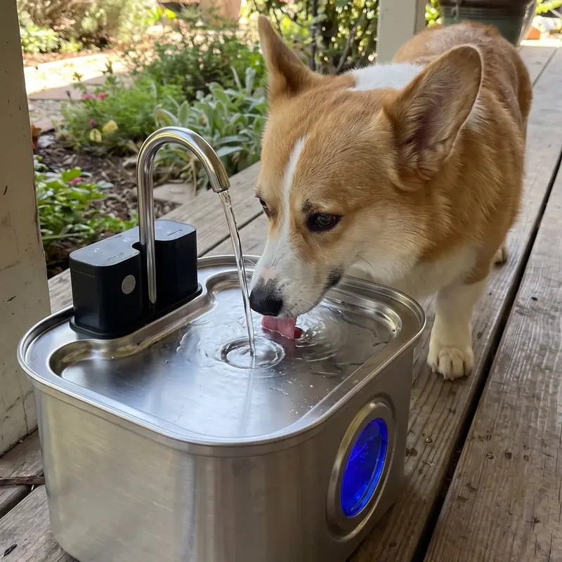 Corgi · back porch with KaiShine