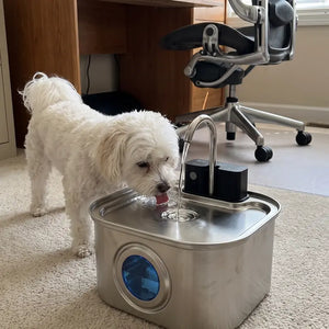 Maltipoo · home office with KaiShine
