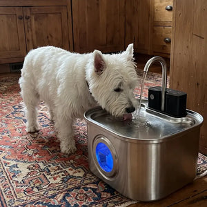 Westie · farmhouse kitchen with KaiShine