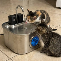 Two cats drinking from one KaiShine fountain