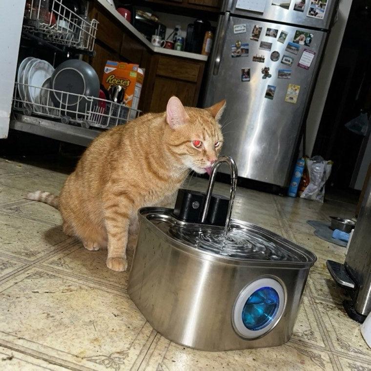 Orange tabby drinking from KaiShine