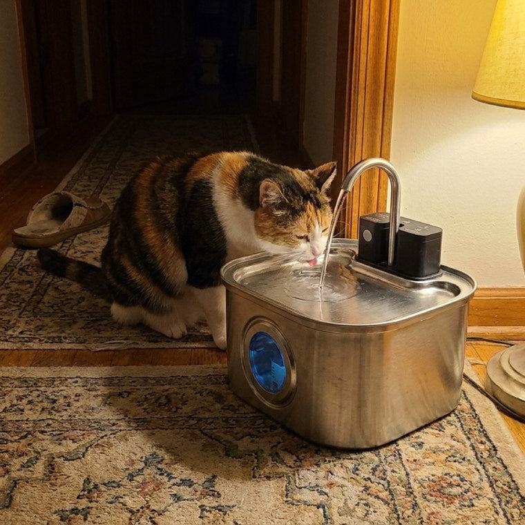 Calico cat drinking from KaiShine on a hallway rug