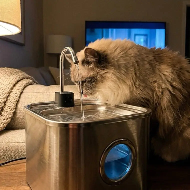 Fluffy cat drinking from KaiShine in warm light
