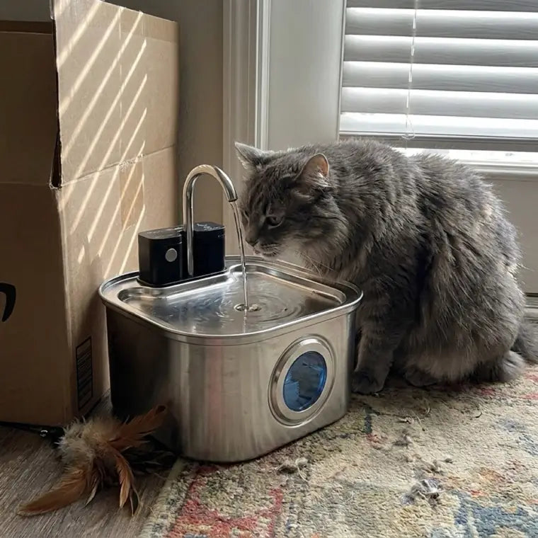 Senior grey cat drinking from KaiShine near a window